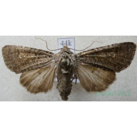 Sideridis turbida (Esper, 1790) Hungaria44k